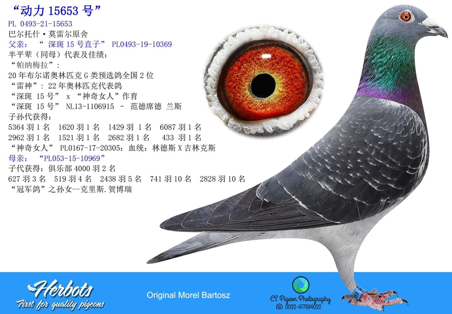 pigeon: undefined