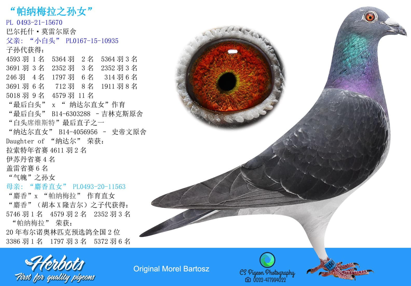 pigeon: undefined