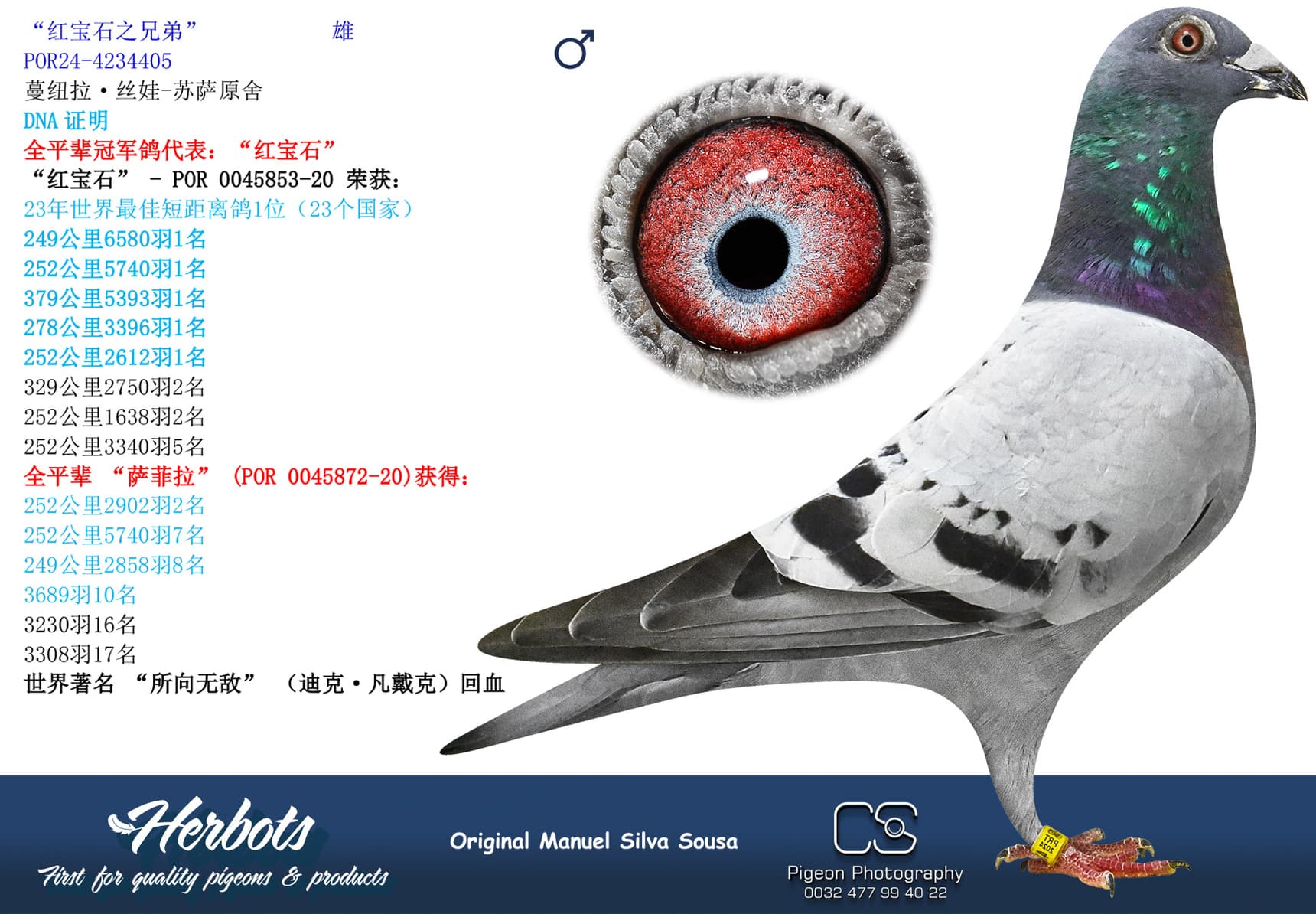 pigeon: undefined