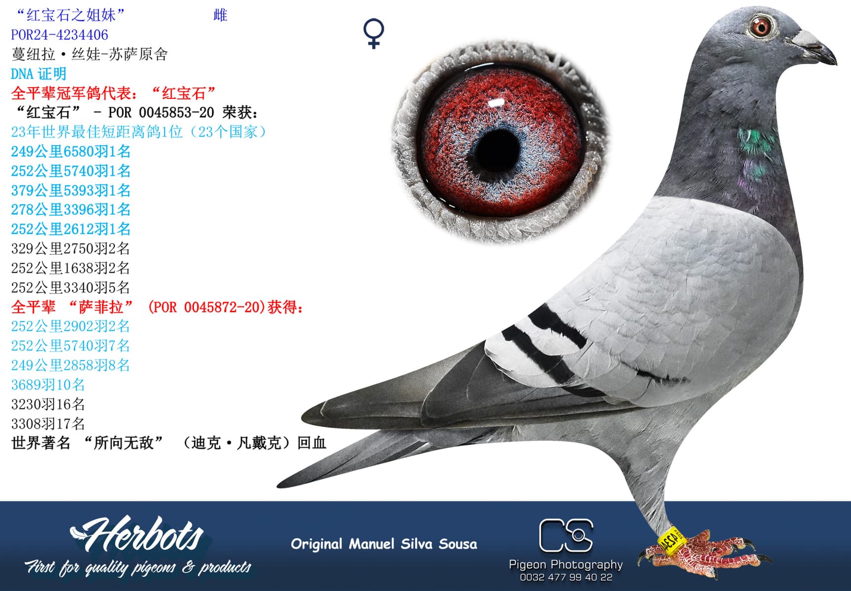 pigeon: undefined
