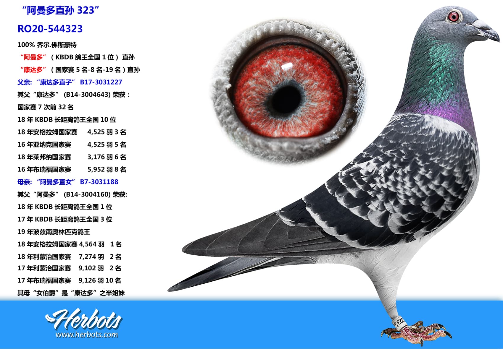 pigeon: undefined