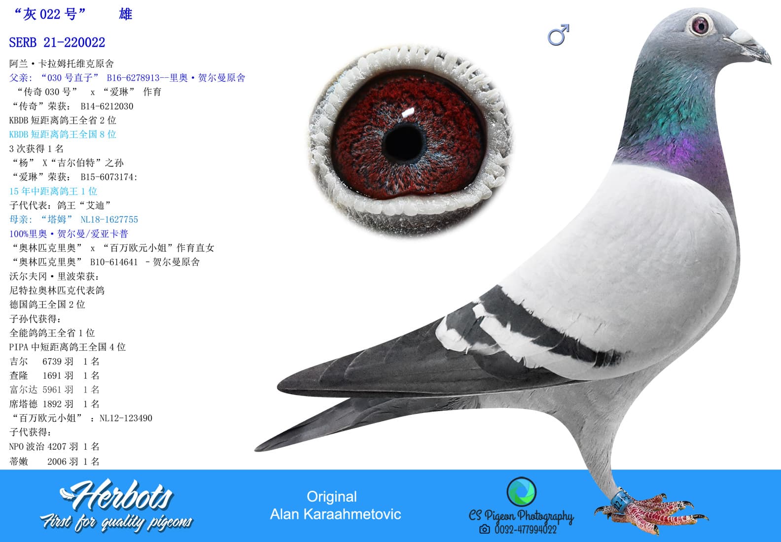 pigeon: undefined