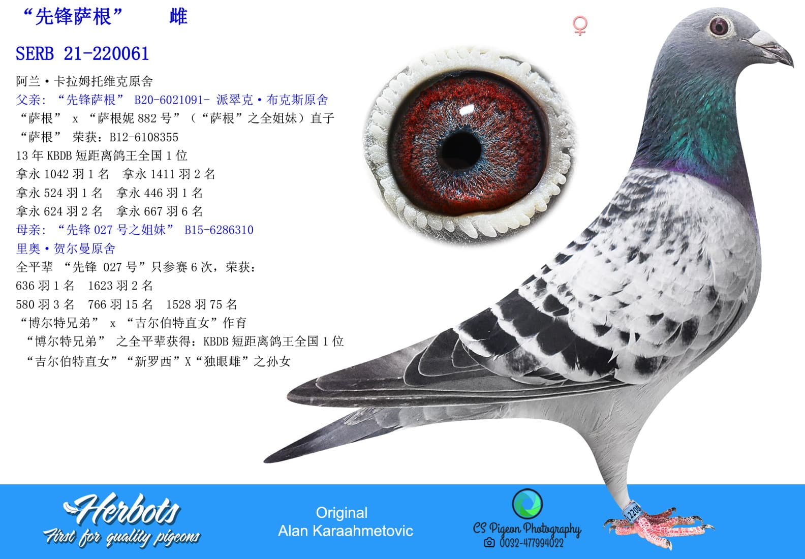 pigeon: undefined