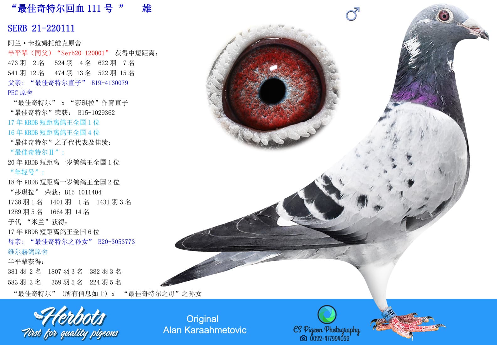 pigeon: undefined