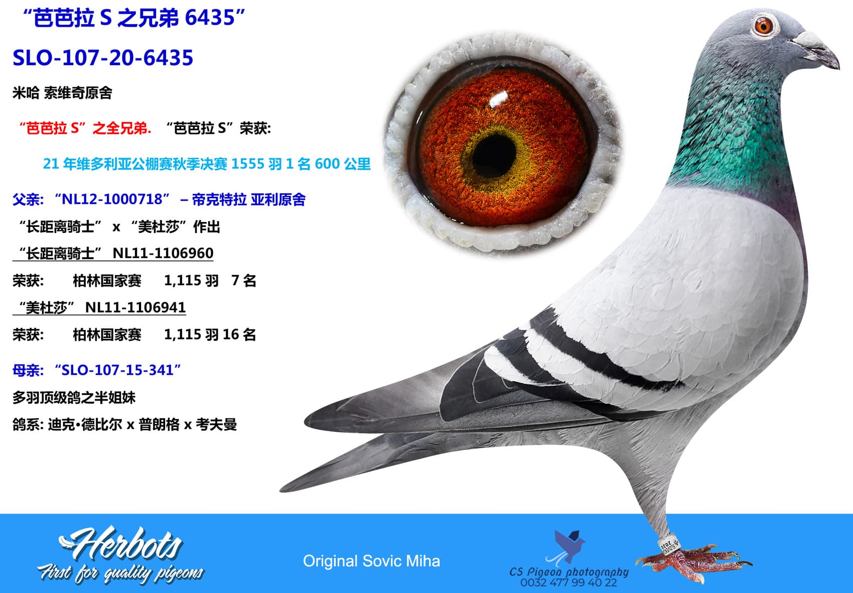 pigeon: “芭芭拉S之兄弟6435”