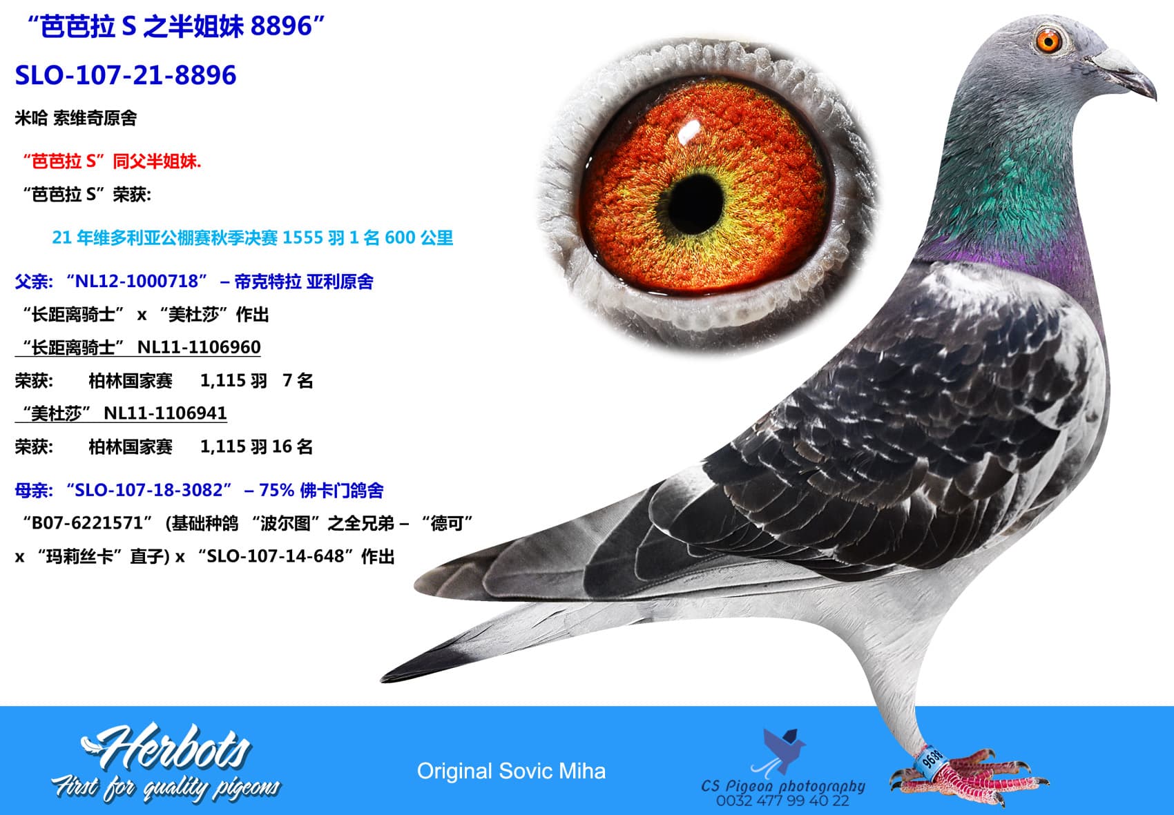 pigeon: “芭芭拉S之半姐妹8896”