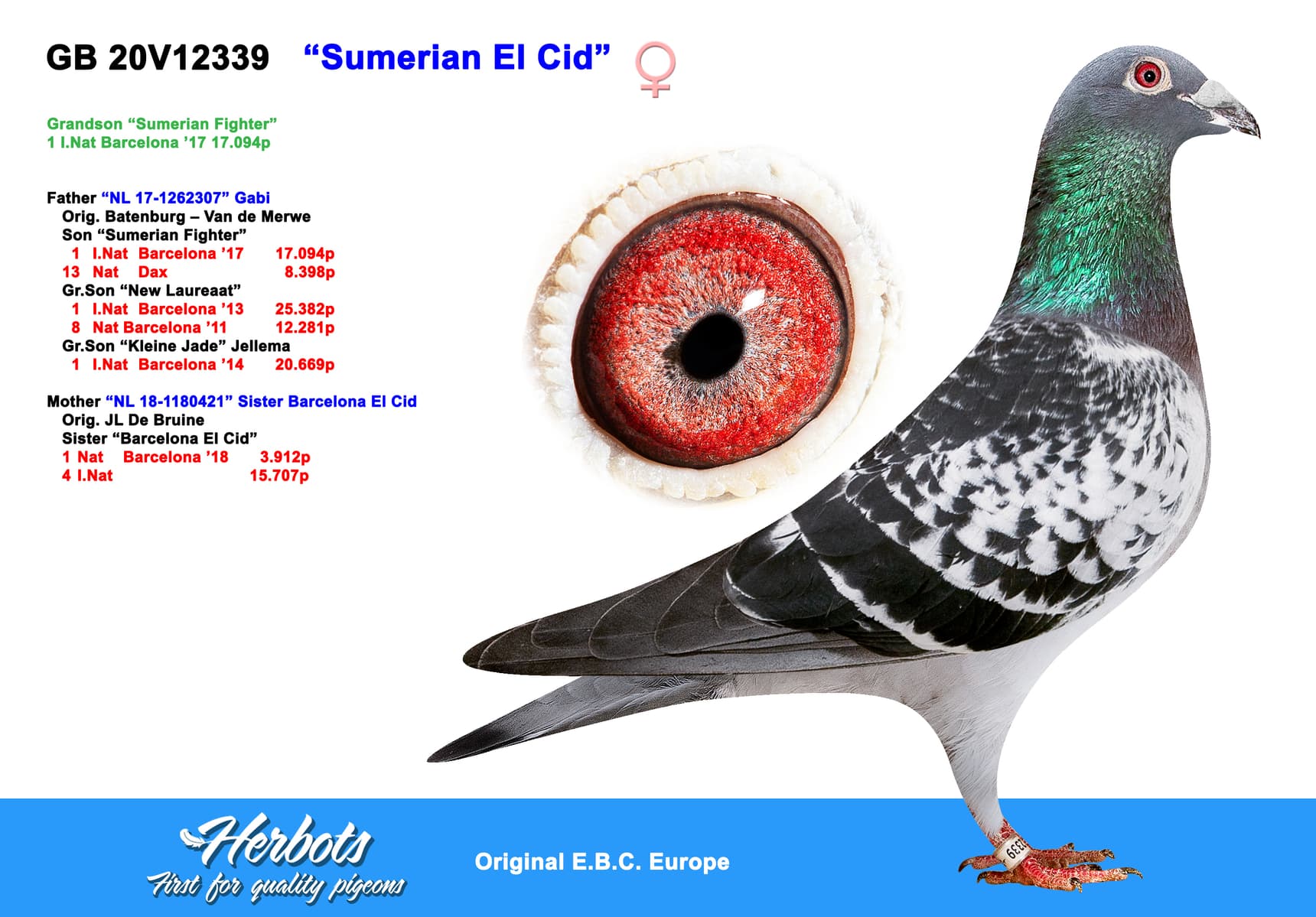 pigeon: undefined
