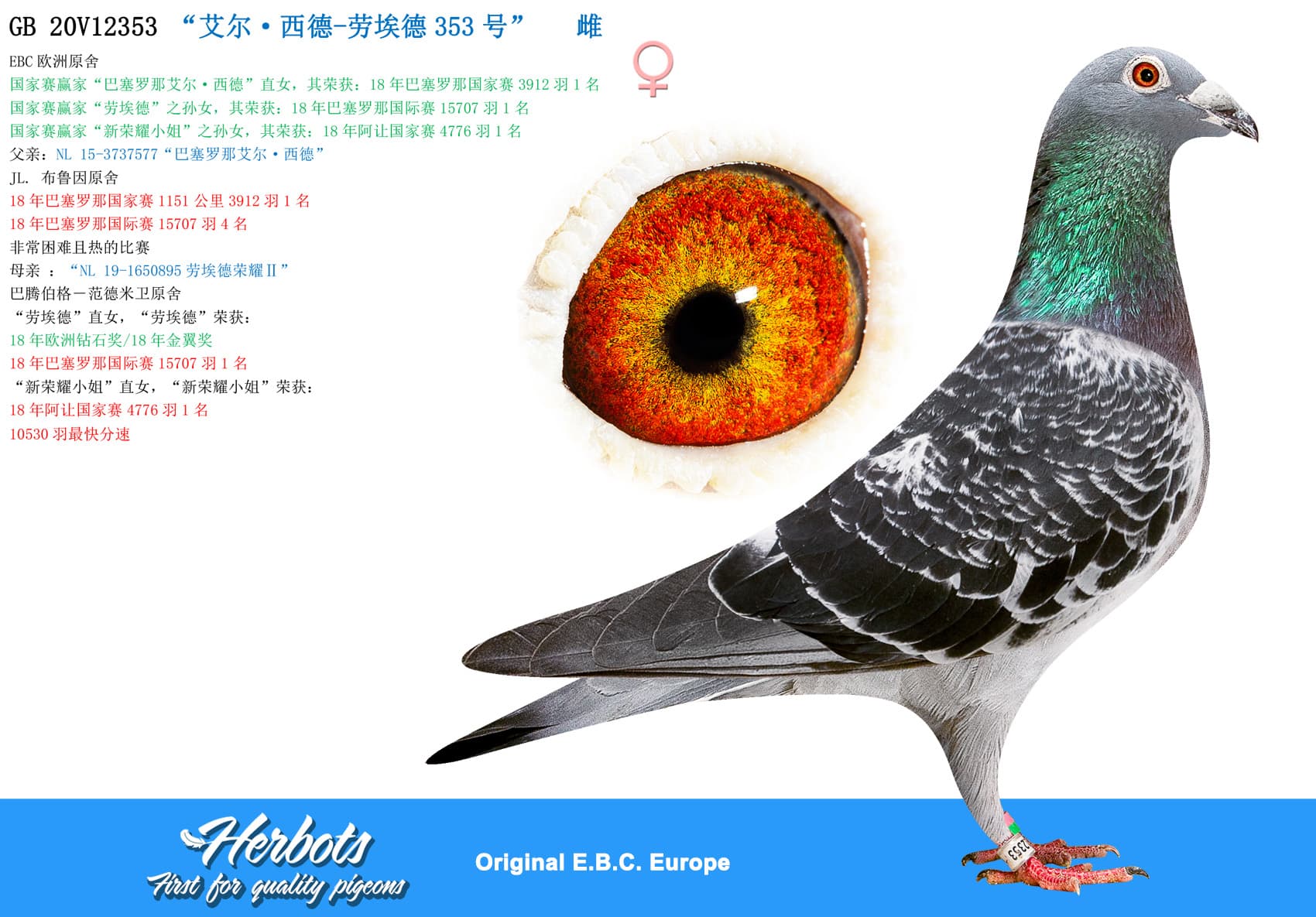 pigeon: undefined