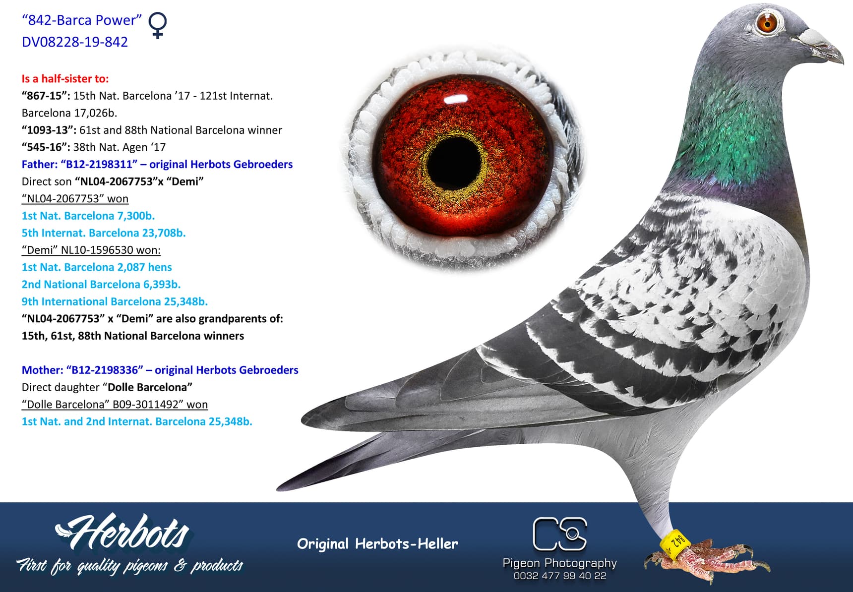 pigeon: undefined