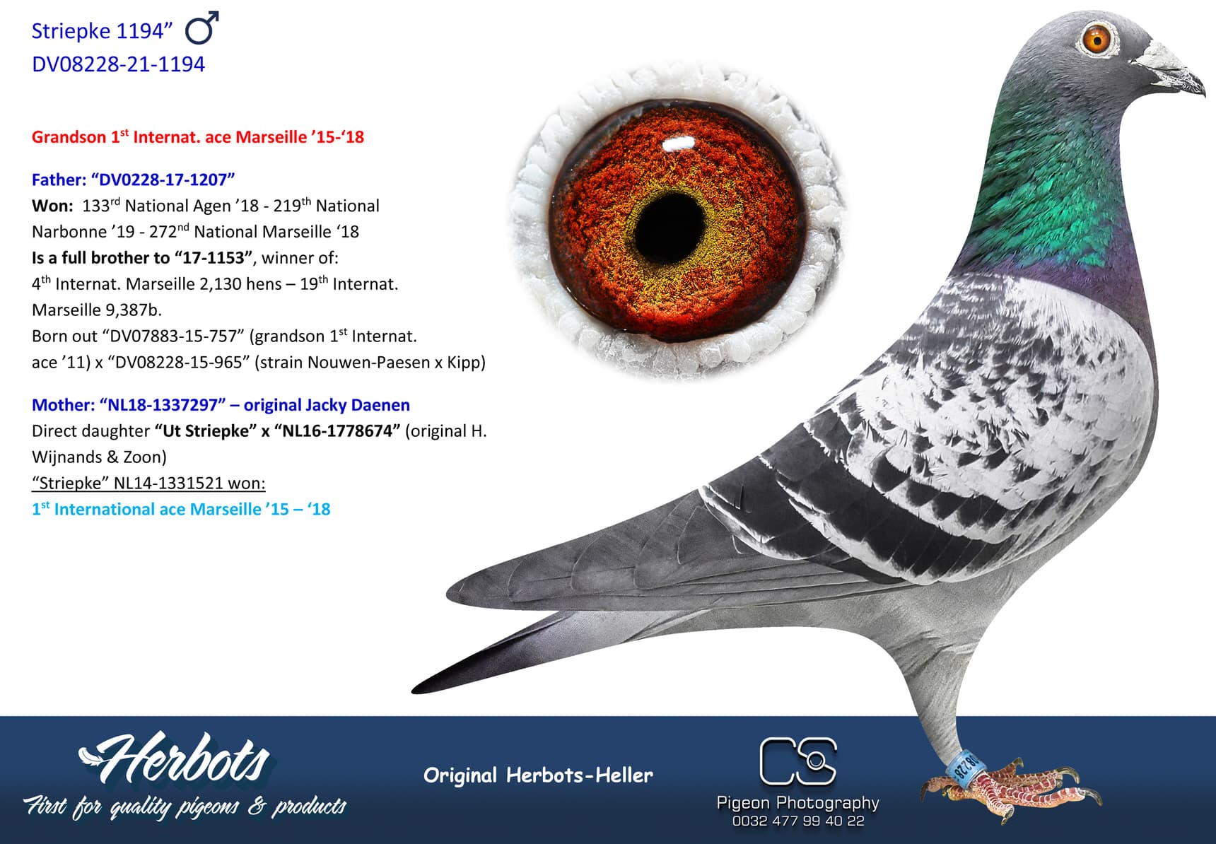 pigeon: undefined