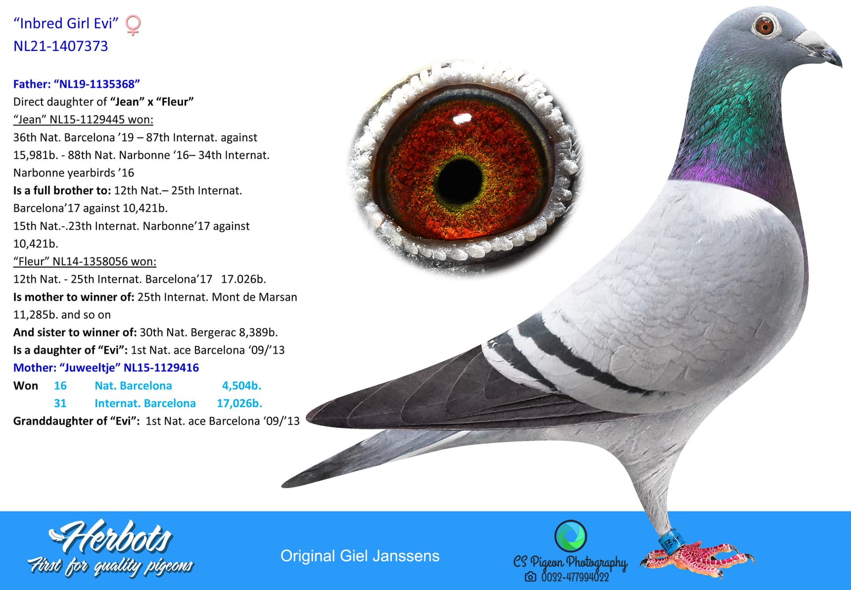 pigeon: undefined